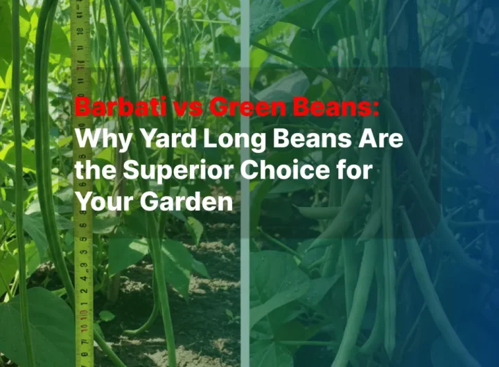 Barbati vs Green Beans Why Yard Long Beans Are the Superior Choice for Your Garden