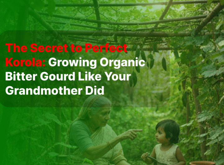 The Secret to Perfect Korola Growing Organic Bitter Gourd Like Your Grandmother Did